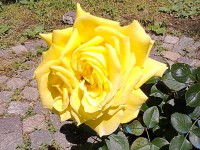 /album/galleria-fotografica/yellow-rose-jpg/